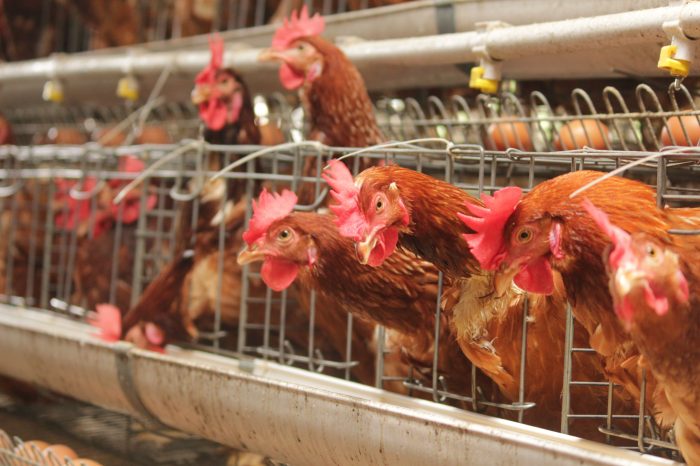 Ayam ternak di Padang Timur, Kota Padang