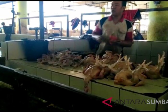 Ayam pedaging tembus Rp26.000/Kg di Payakumbuh karena harga pakan mahal ... Ayam pedaging tembus Rp26.000/Kg di Payakumbuh karena harga pakan mahal ...