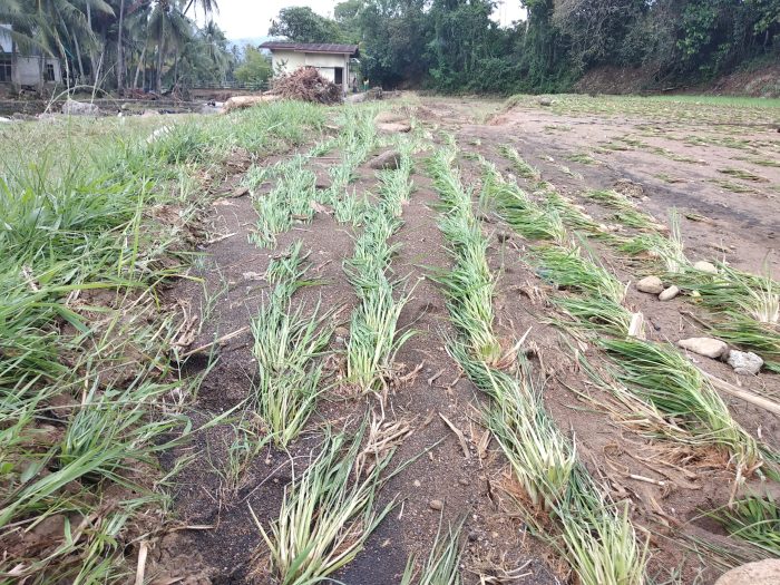 Banjir Bandang Bukit Sundi, Ratusan Hektar Areal Pertanian Rusak ... Banjir Bandang Bukit Sundi, Ratusan Hektar Areal Pertanian Rusak ...