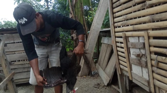 Diduga Terserang Flu Burung, Puluhan Ayam di Kabupaten Lebak Mati ... Diduga Terserang Flu Burung, Puluhan Ayam di Kabupaten Lebak Mati ...