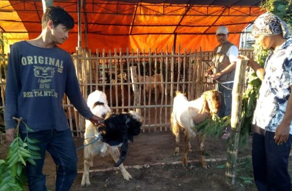 Daging kambing di Ngoro, Mojokerto