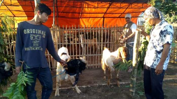 Daging kambing di Ngoro, Mojokerto