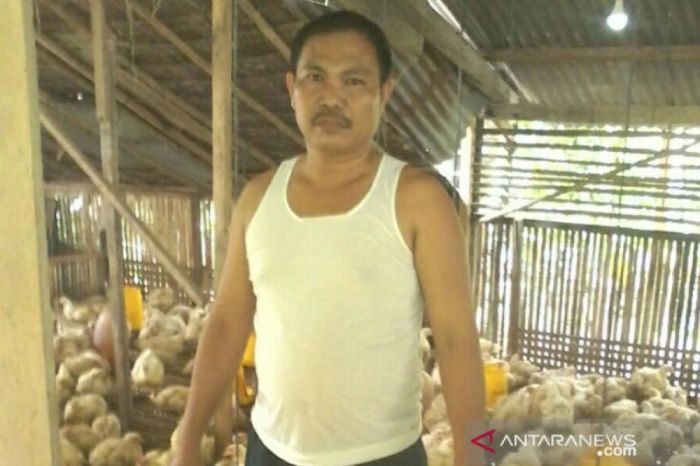 Akibat pasokan dari luar, puluhan peternak ayam di Nias terancam gulung ... Ayam Ternak di Toma, Nias Selatan