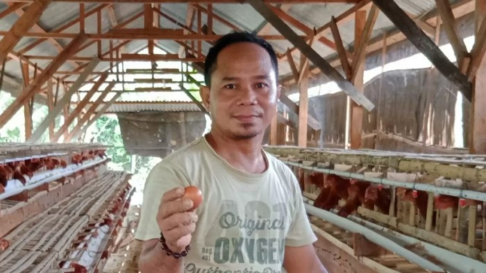 Panduan Lengkap Cara Ternak Ayam Petelur : Mulai dari Persiapan hingga ... Ternak ayam petelur di Wondiboy, Kab. Teluk Wondama