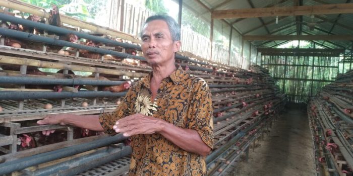 Ternak ayam petelur di Singkohor, Aceh Singkil
