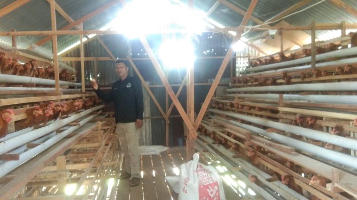 Siklus Menyehatkan Peternak - Kompas.id Ayam layer di Tabir Ulu, Kabupaten Merangin