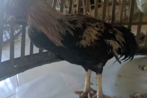 Ayam ternak di Koto Tangah, Kota Padang