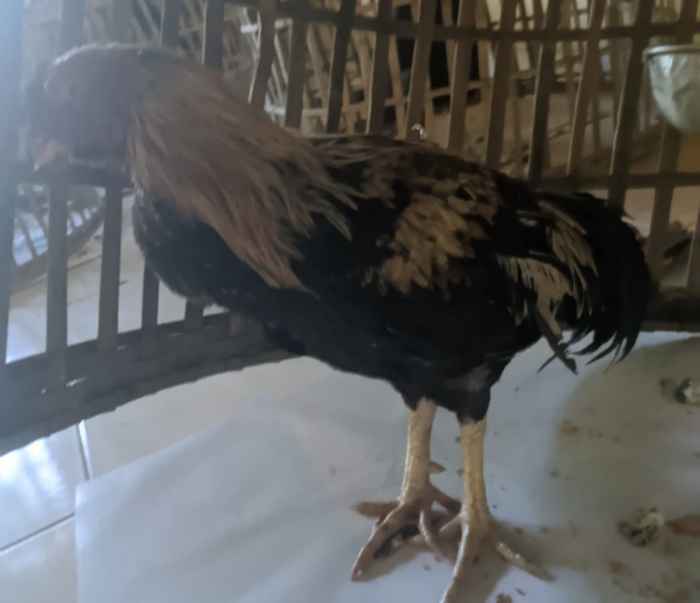 Polsek Koto Tangah Gerebek Arena Judi Sabung Ayam, 7 Ekor Ayam Aduan Disita Ayam ternak di Koto Tangah, Kota Padang