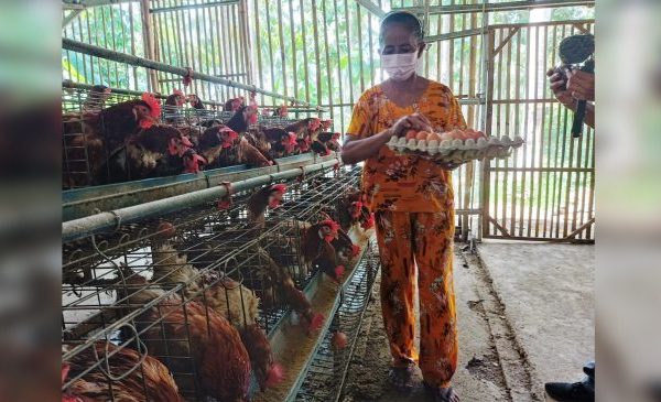 Ayam petelur jantan di Pancung Soal, Kabupaten Pesisir Selatan