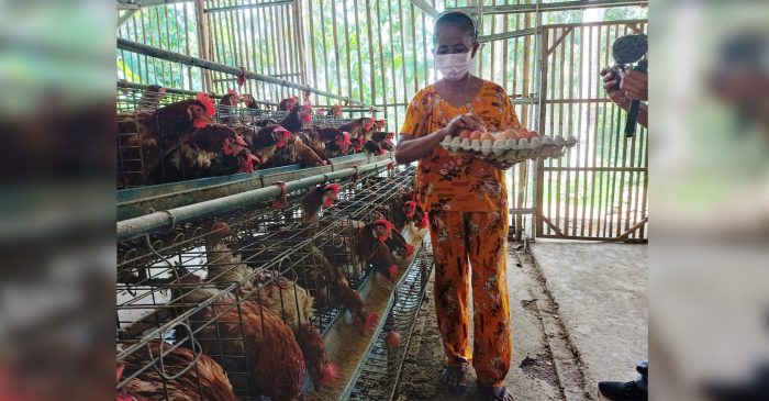 Polemik Melakoni Usaha Ternak Ayam Petelur