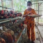 Kelompok Ternak Ayam Petelur Keluhkan Monopoli Dagang Dari Luar Lombok ...