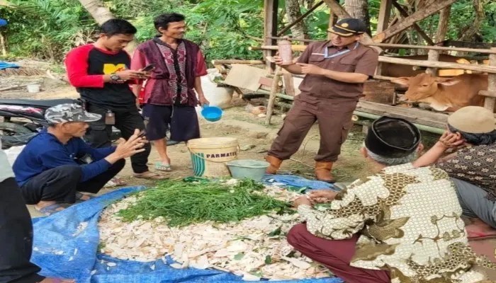 Daun penggemuk ayam di Wanasalam, Kab. Lebak