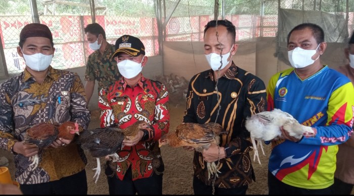 Kelompok Budidaya Terang Sejahtera Panen Perdana Ayam Ulu – Portal ... Budidaya ayam di Ulu Belu, Tanggamus