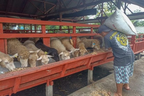 Daging kambing di Pagu, Kediri