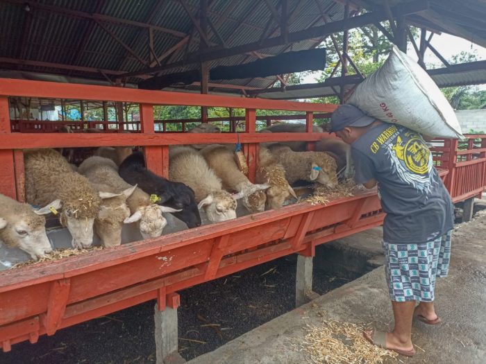 10 Cara Menghilangkan Bau Daging Kambing, Cepat dan Anti Ribet! Daging kambing di Pagu, Kediri