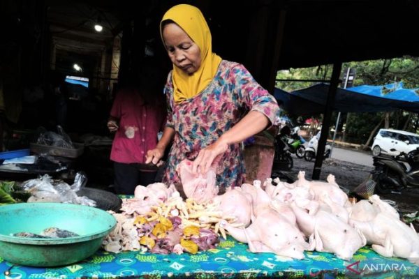 Harga ayam potong di Tapin tembus Rp40 ribu - ANTARA News Kalimantan ...