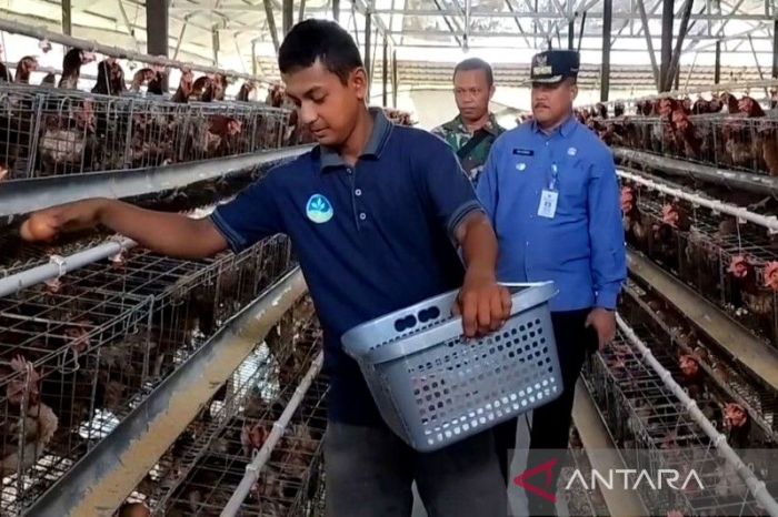 Tak Terima Ditagih Hutang, Pria di Margo Tabir Merangin Cekik Leher ... Ayam layer di Margo Tabir, Kabupaten Merangin