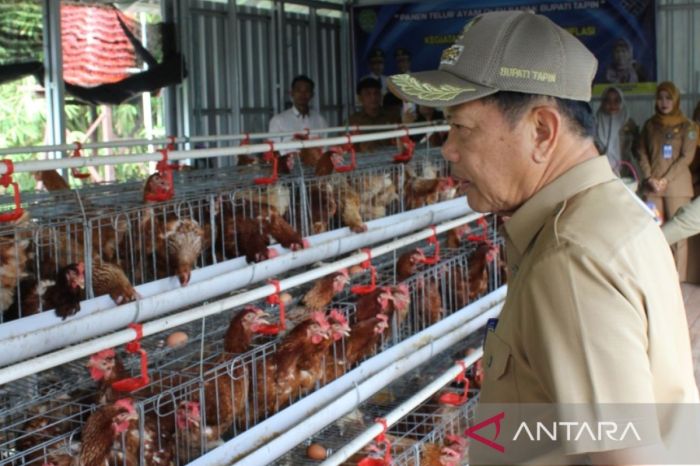 Bupati Tapin : Bisnis ayam petelur menjanjikan untuk masyarakat ... Bupati Tapin : Bisnis ayam petelur menjanjikan untuk masyarakat ...
