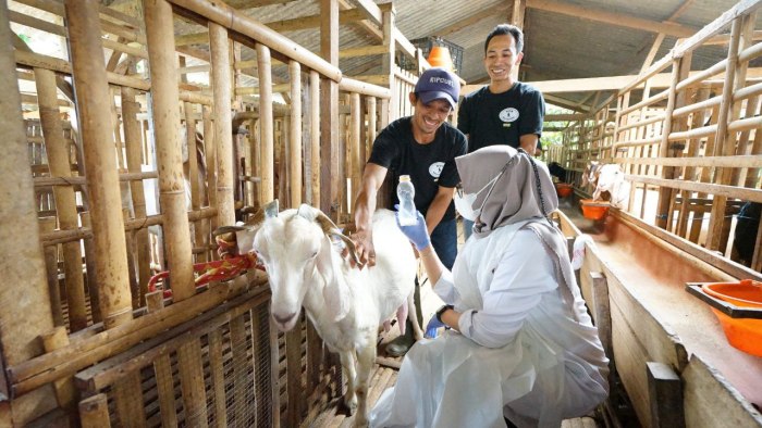 Seminggu Hasilkan 2000 Liter Susu, Begini Keunikan Peternak Kambing di ... Susu kambing di Belik, Pemalang