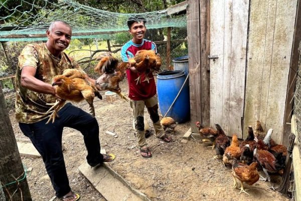 Eps 12# Panduan umum beternak ayam kampung - YouTube