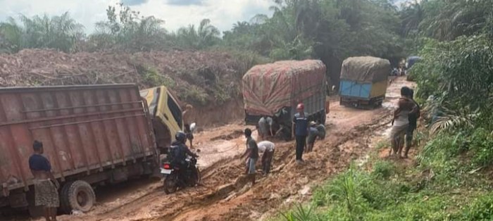 Resiko Mengawinsilangkan Ayam Layer‼️ - YouTube Ayam layer di Sungai Gelam, Kabupaten Muaro Jambi