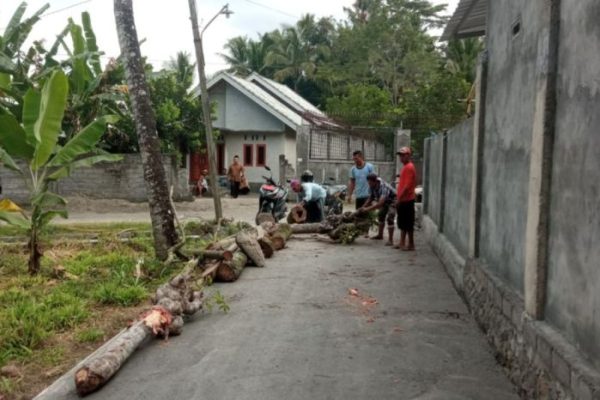Daun penggemuk ayam di Sukamulia, Lombok Timur