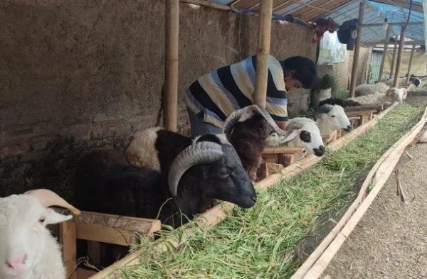 Daging kambing di Mandalawangi, Kab. Pandeglang