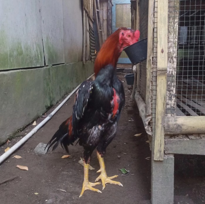 Ternak ayam kampung di Banjarbaru Selatan, Kota Banjarbaru