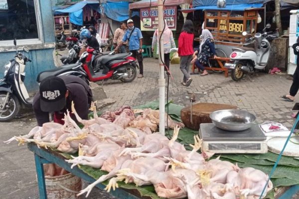 Harga daging ayam di Lebak Banten kembali normal - ANTARA News Banten