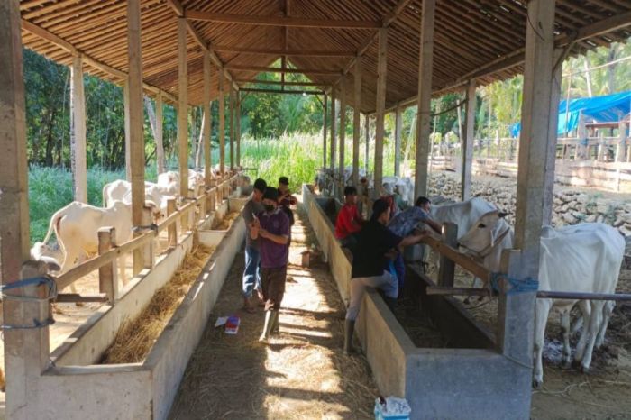 Ayam ternak di Lendah, Kulon Progo
