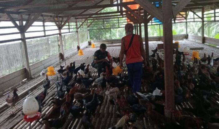 Rahasia Sukses Cara Budidaya Ternak Ayam Kampung Dengan Mudah Terlengkap Rahasia Sukses Cara Budidaya Ternak Ayam Kampung Dengan Mudah Terlengkap