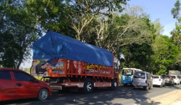 Anak kelinci di Jrengik, Sampang