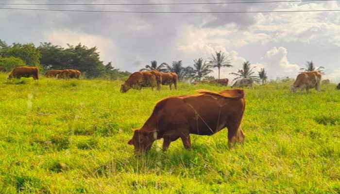 Peternakan ayam petelur terdekat di Krui Selatan, Pesisir Barat