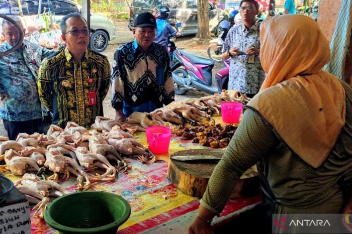 Harga ayam di Tapin naik Rp5.000 jelang Natal dan tahun baru - ANTARA ... Ternak ayam kampung di Tapin Selatan, Tapin