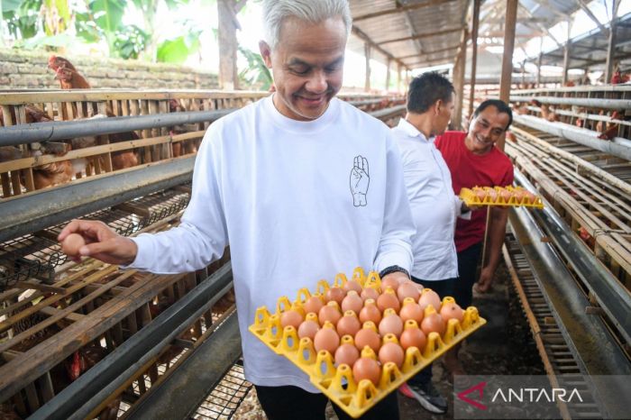 Ayam petelur jantan di Tigo Nagari, Kabupaten Pasaman