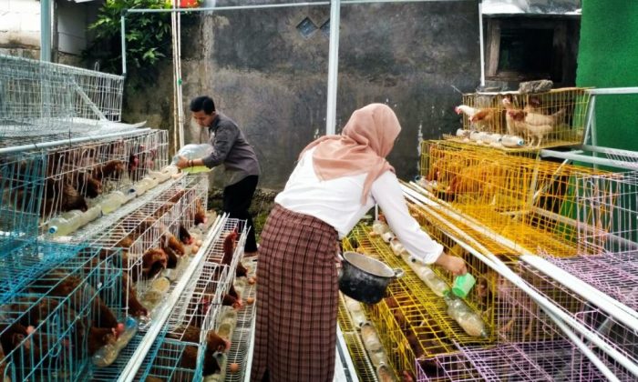 Foto stok gratis tentang #dalam, agrikultura, agroindustri, ayam, ayam ...
