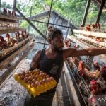 Ternak ayam petelur di Dolo Selatan, Sigi
