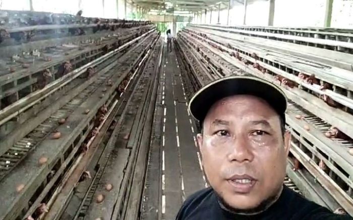 Luar Biasa, PJ Bupati Sarolangun Bachril Bakri Arahkan Dana Insentif ... Ternak ayam petelur di Pandih Batu, Pulang Pisau