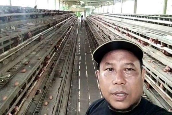 Ternak ayam petelur di Batu Brak, Lampung Barat