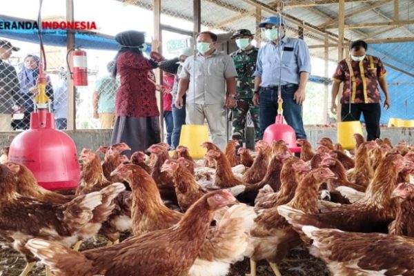 Ternak ayam petelur di Laham, Mahakam Ulu