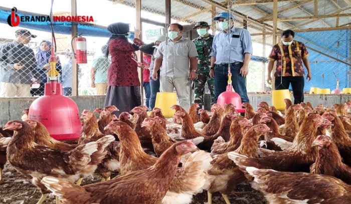 Kolaborasi KPC dan Asosiasi Usaha Ternak Ayam Petelur Sangatta ... Ternak ayam petelur di Laham, Mahakam Ulu