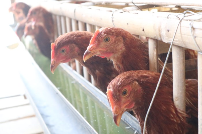 Cara memilih ayam petelur yang sehat dan produktif - YouTube