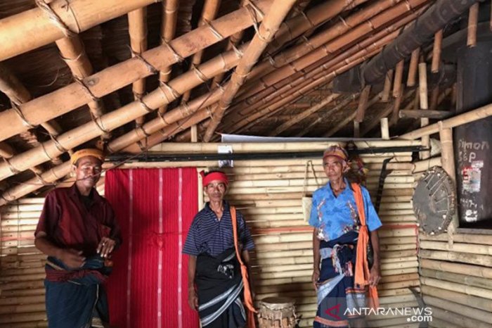 Daun penggemuk ayam di Kodi Bangedo, Sumba Barat Daya