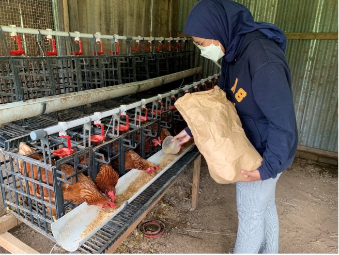 Ketersediaan Ayam Ras Dalam Negeri Aman dan Mencukupi | Hello Borneo Budidaya ayam di Rao Utara, Kabupaten Pasaman