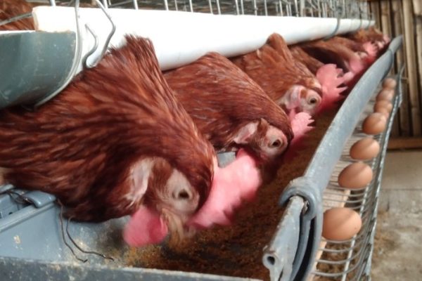 Ternak ayam petelur di Mantikulore, Kota Palu