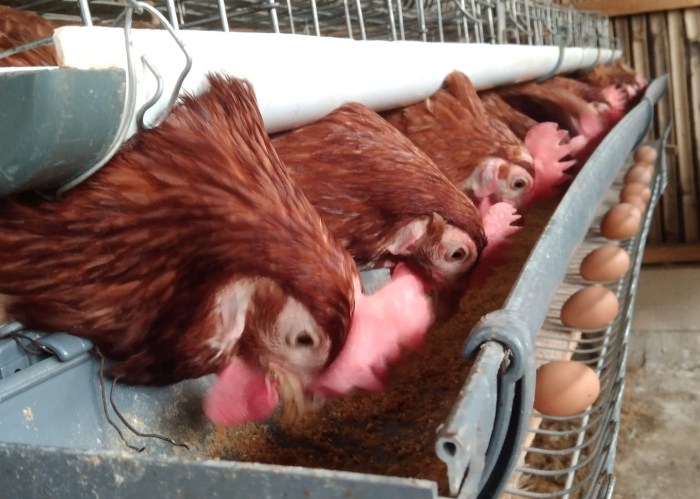 ternak ayam petelur kota batu jawa timur Ternak ayam petelur di Mantikulore, Kota Palu