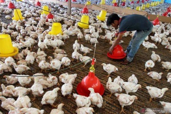 Peternakan Ayam Kampung Petelur di Bogor - Vlix.id