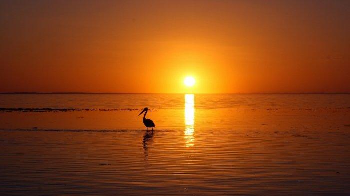 Teluk Gurita di Desa Dualaus, Kakuluk Mesak, Belu, NTT Jadi Spot ... Ternak ayam petelur di Kakuluk Mesak, Belu