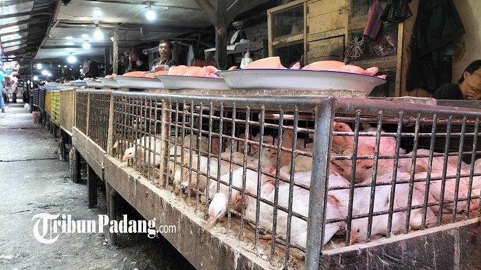 Kecamatan Mandiangin Koto Selayan | Fasilitasi pertemuan bersama KAN ... Ayam ternak di Mandiangin Koto Selayan, Kota Bukittinggi