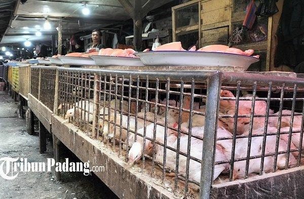 Ayam ternak di Guguk Panjang, Kota Bukittinggi